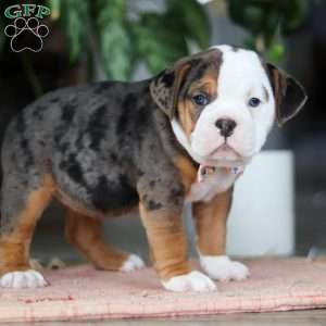Lily, Beabull Puppy
